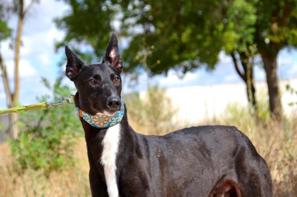 Photo de HONDO, un lévrier en attente d adoption