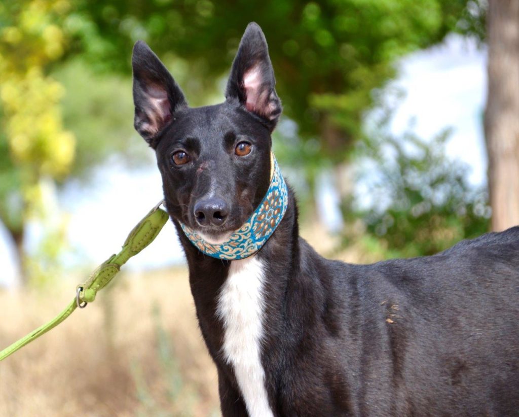 Photo de HONDO, un lévrier en attente d adoption