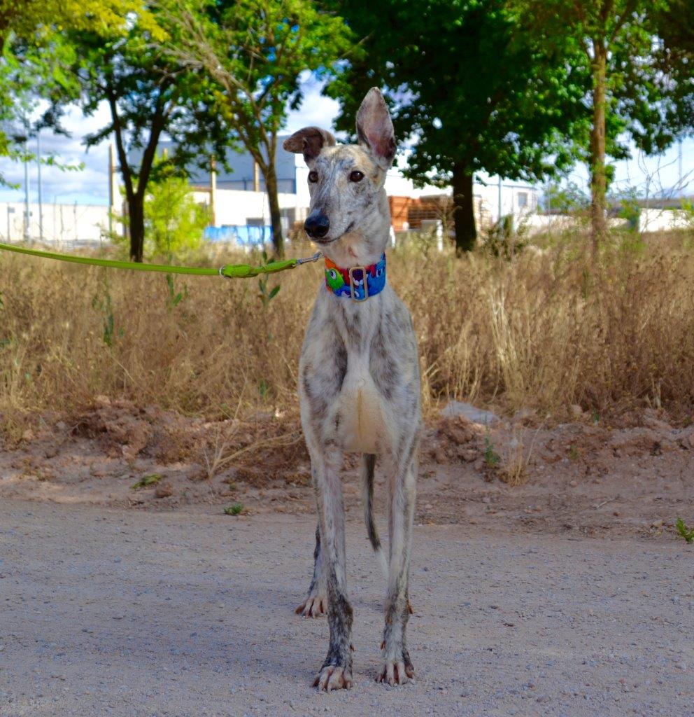 Photo de ZIPI, un lévrier en attente d adoption