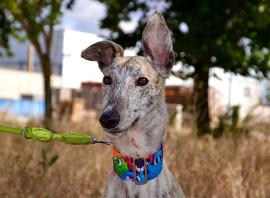 Photo de ZIPI, un lévrier en attente d adoption