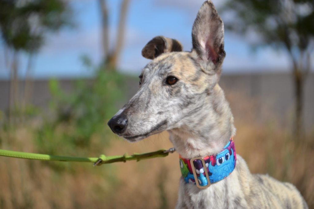 Photo de ZIPI, un lévrier en attente d adoption