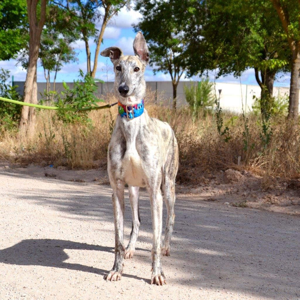 Photo de ZIPI, un lévrier en attente d adoption