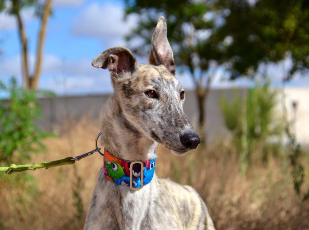 Photo de ZIPI, un lévrier en attente d adoption