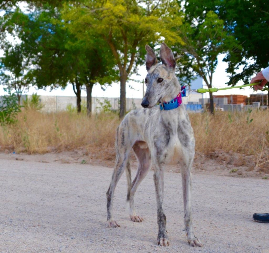 Photo de ZIPI, un lévrier en attente d adoption