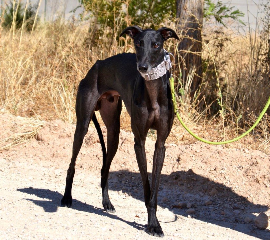 Photo de AZABACHE, un lévrier en attente d adoption