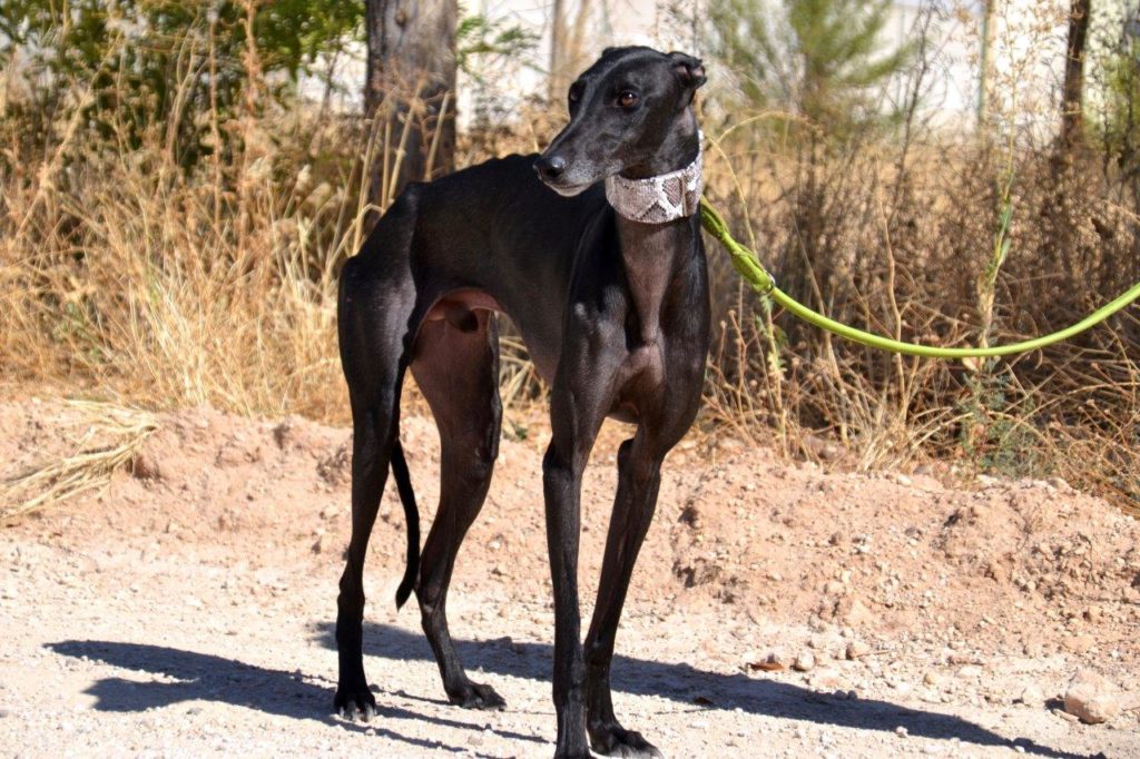 Photo de AZABACHE, un lévrier en attente d adoption