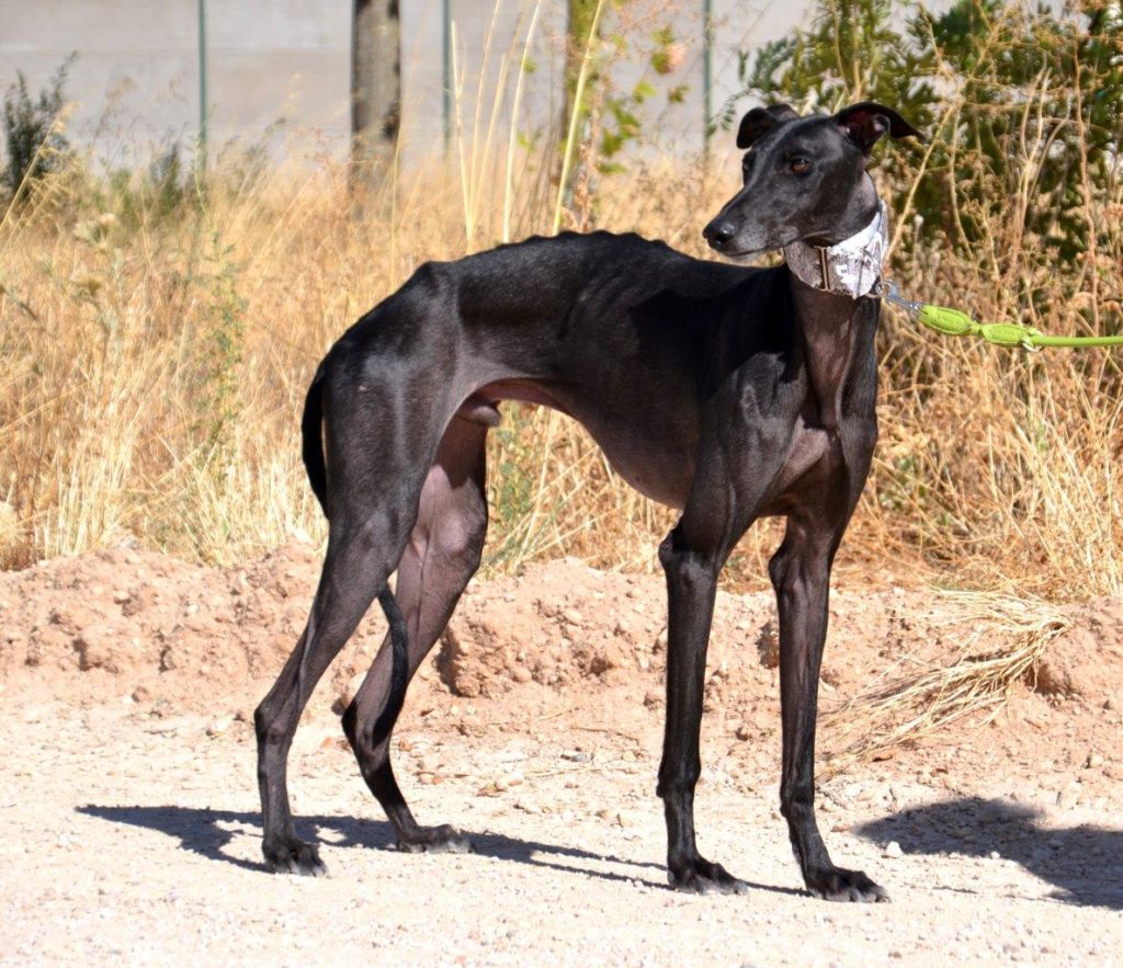 Photo de AZABACHE, un lévrier en attente d adoption