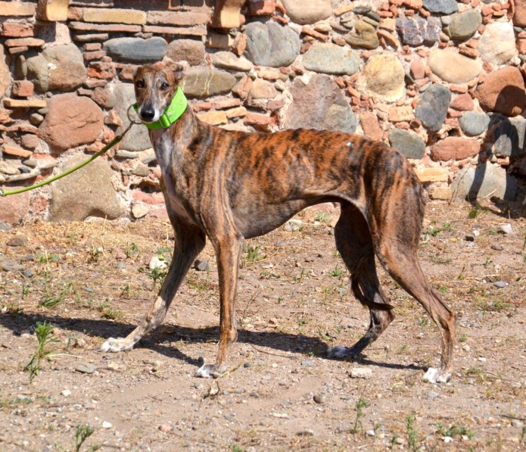 Photo de FELIX, un lévrier en attente d adoption