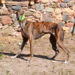 Photo de FELIX, un lévrier à adopté