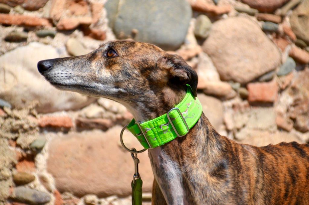 Photo de FELIX, un lévrier en attente d adoption