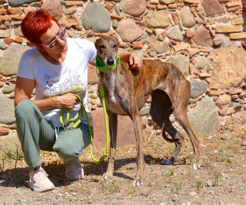 Photo de FELIX, un lévrier en attente d adoption