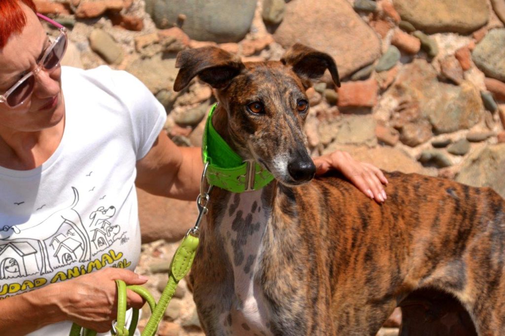 Photo de FELIX, un lévrier en attente d adoption