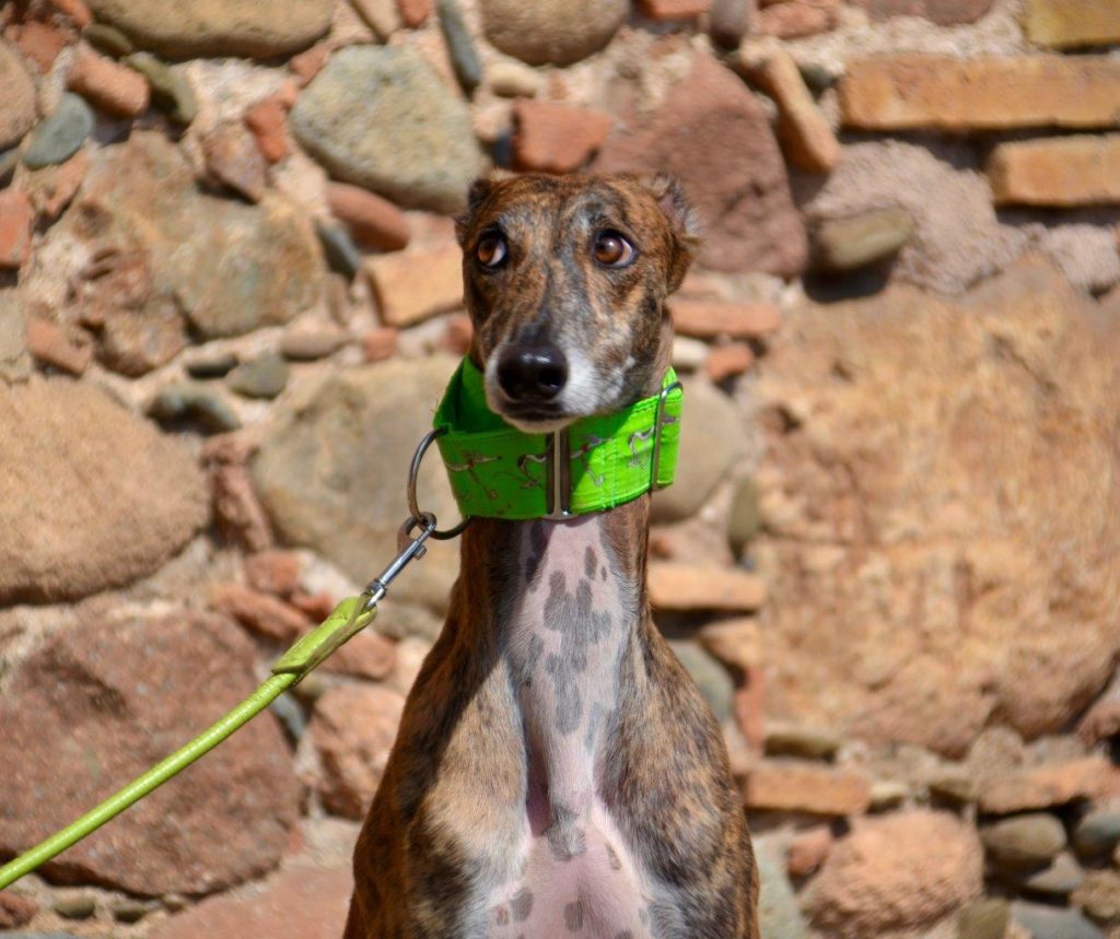 Photo de FELIX, un lévrier en attente d adoption