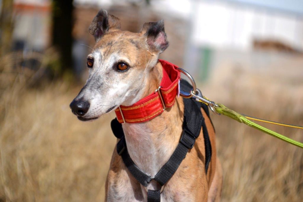 Photo de BRUNO, un lévrier en attente d adoption