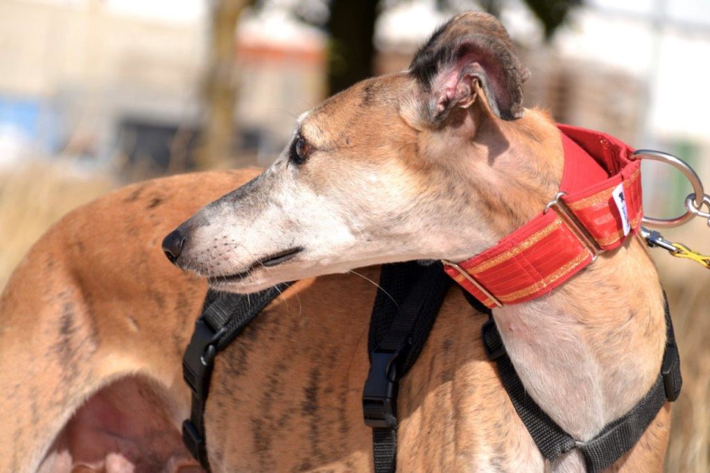 Photo de BRUNO, un lévrier en attente d adoption