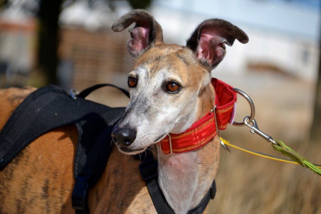 Photo de BRUNO, un lévrier en attente d adoption