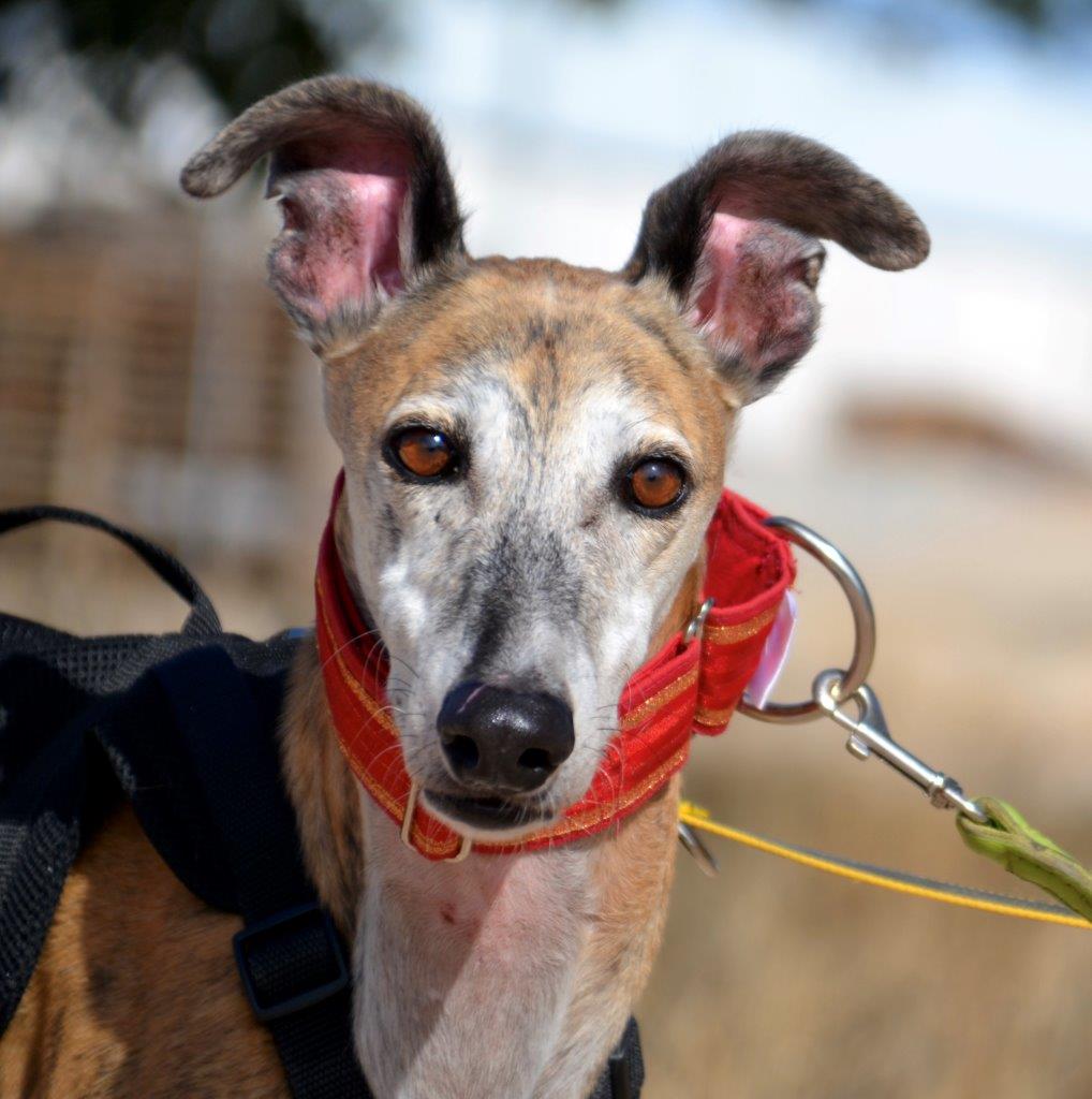 Photo de BRUNO, un lévrier en attente d adoption