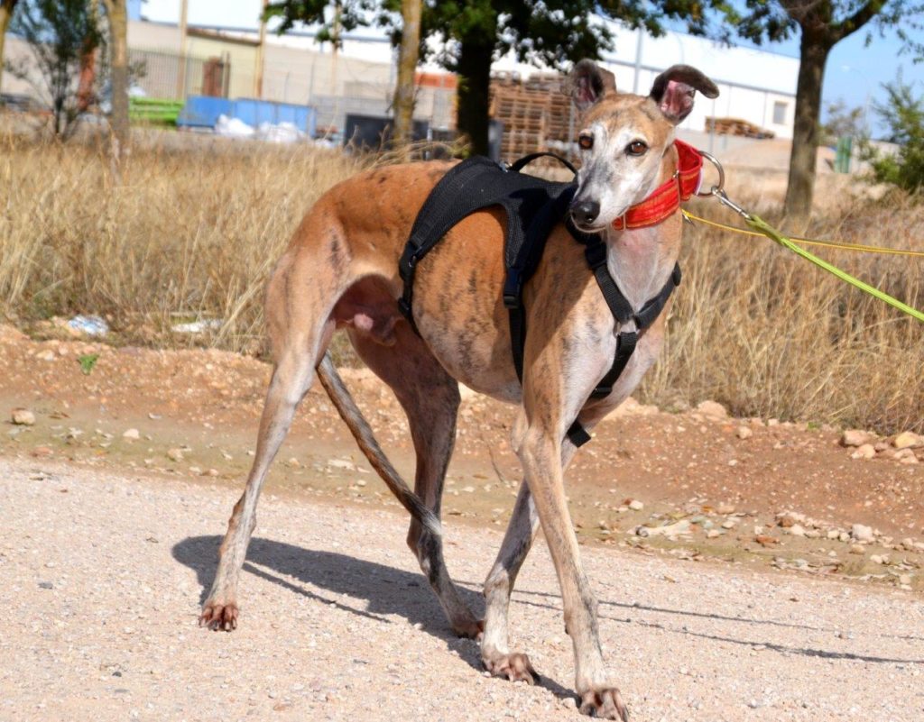 Photo de BRUNO, un lévrier en attente d adoption