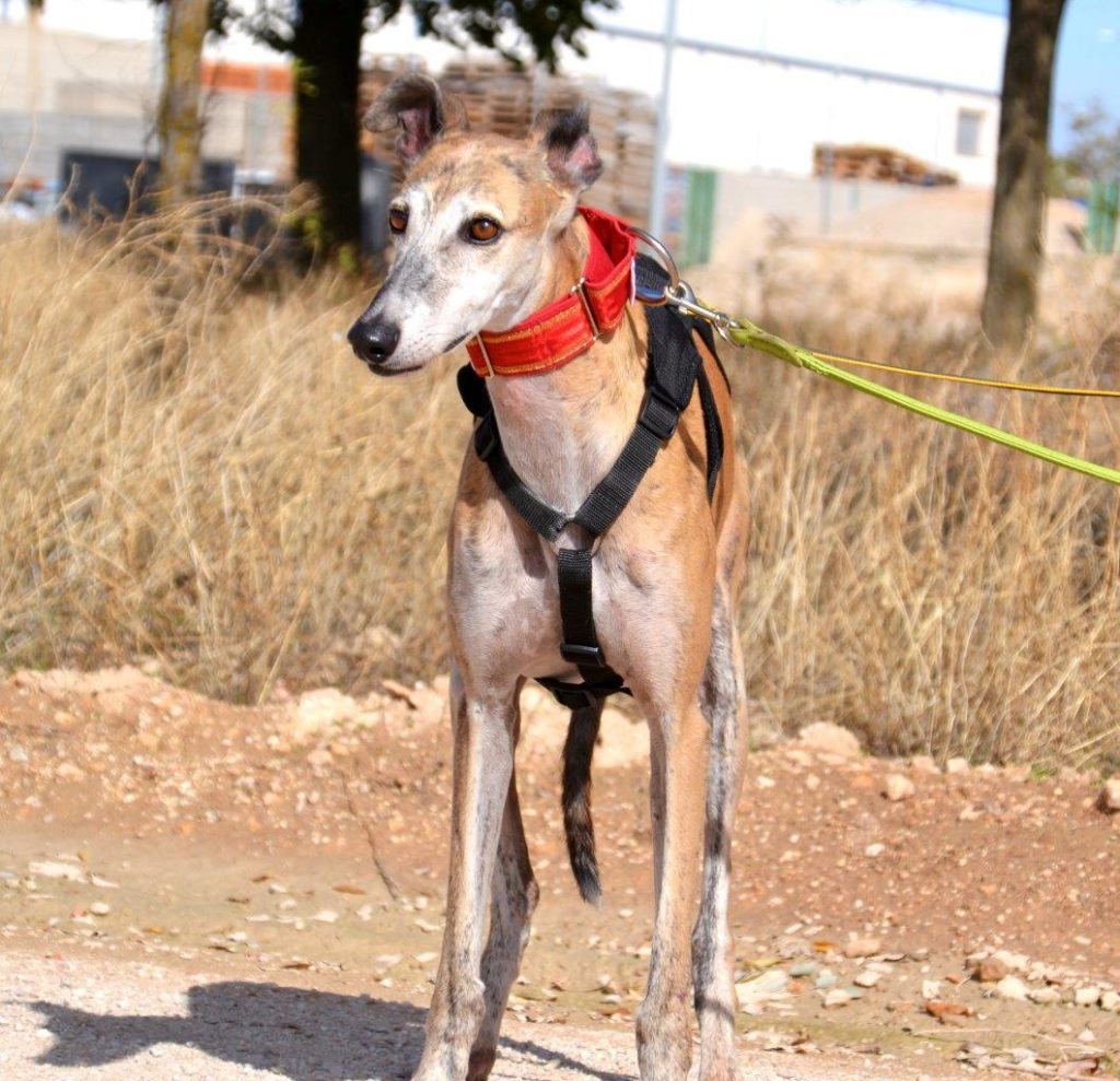 Photo de BRUNO, un lévrier en attente d adoption