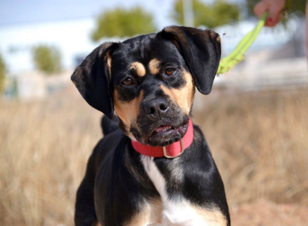 Photo de DORA, un lévrier en attente d adoption