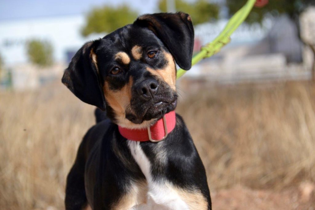 Photo de DORA, un lévrier en attente d adoption