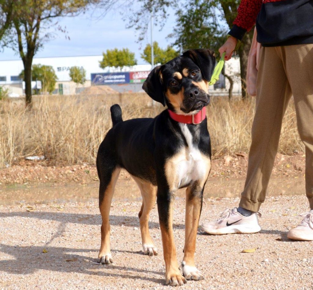 Photo de DORA, un lévrier en attente d adoption