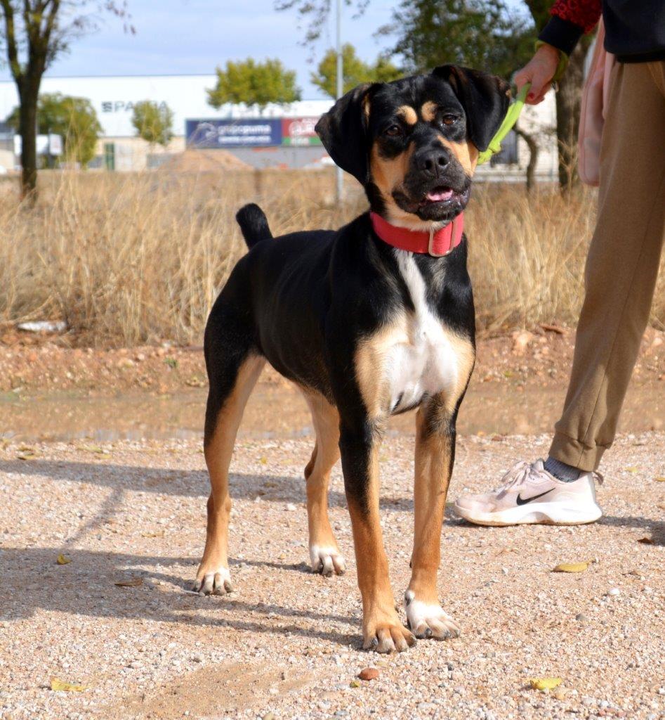 Photo de DORA, un lévrier en attente d adoption