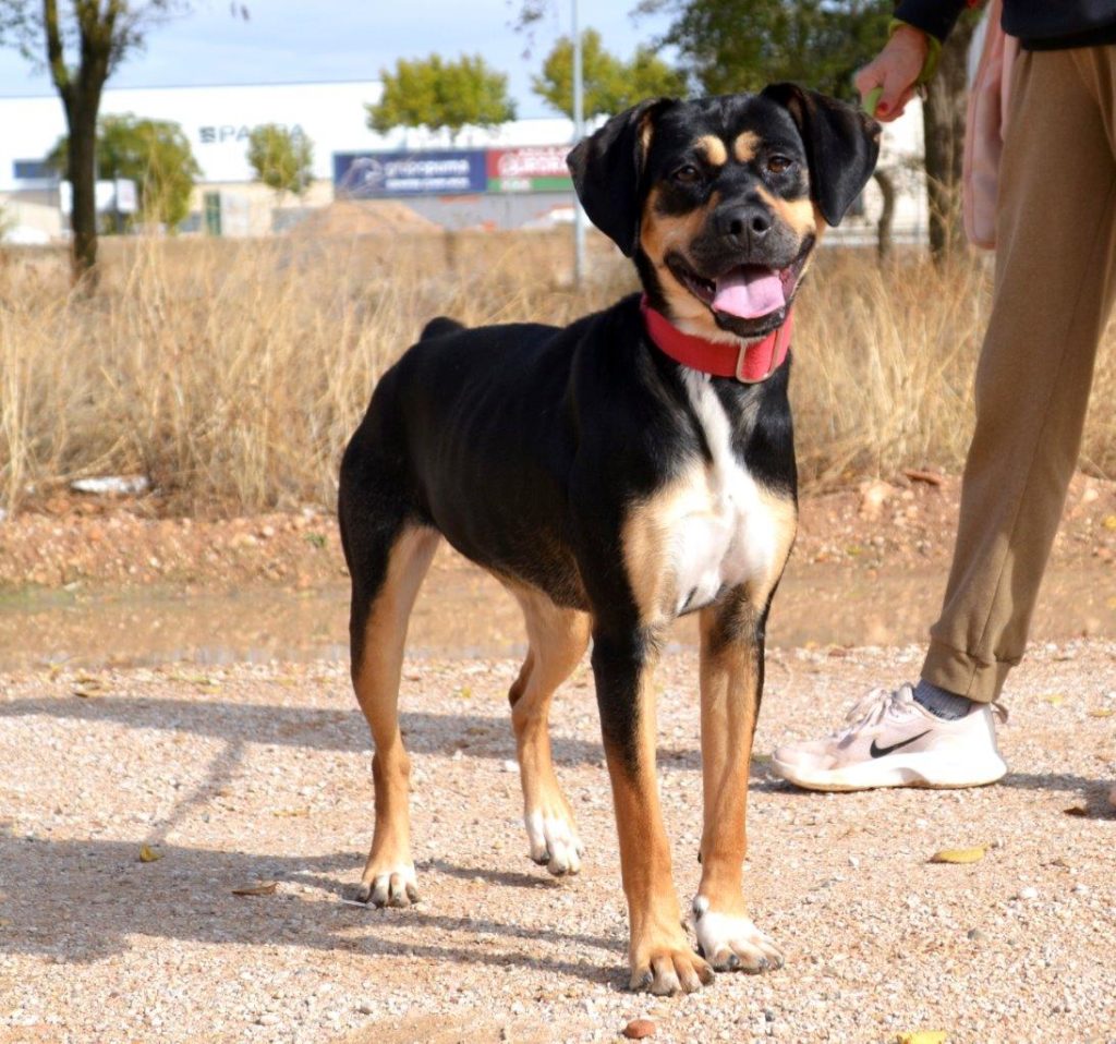 Photo de DORA, un lévrier en attente d adoption