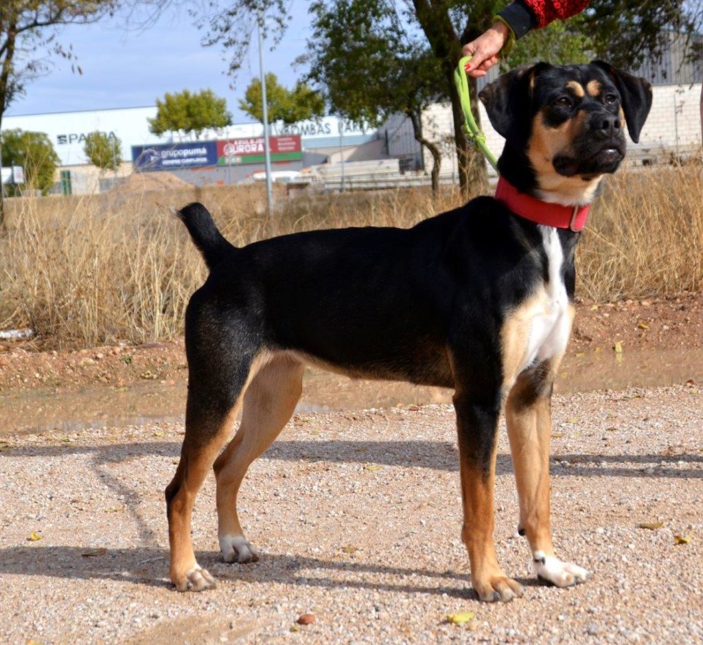 Photo de DORA, un lévrier en attente d adoption