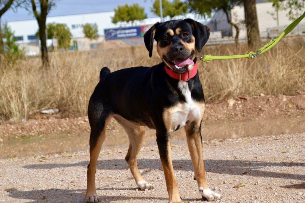 Photo de DORA, un lévrier en attente d adoption