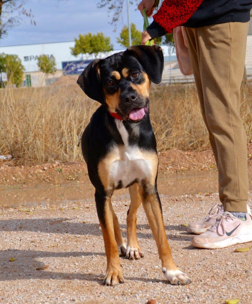 Photo de DORA, un lévrier en attente d adoption