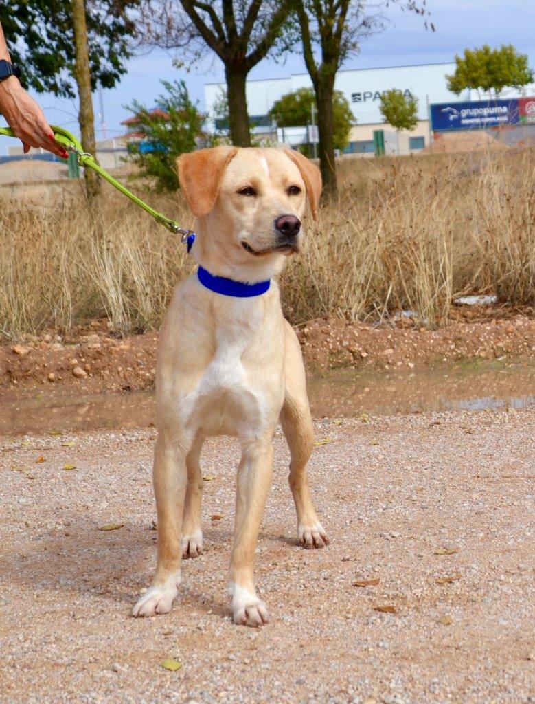 Photo de DORITO, un lévrier en attente d adoption