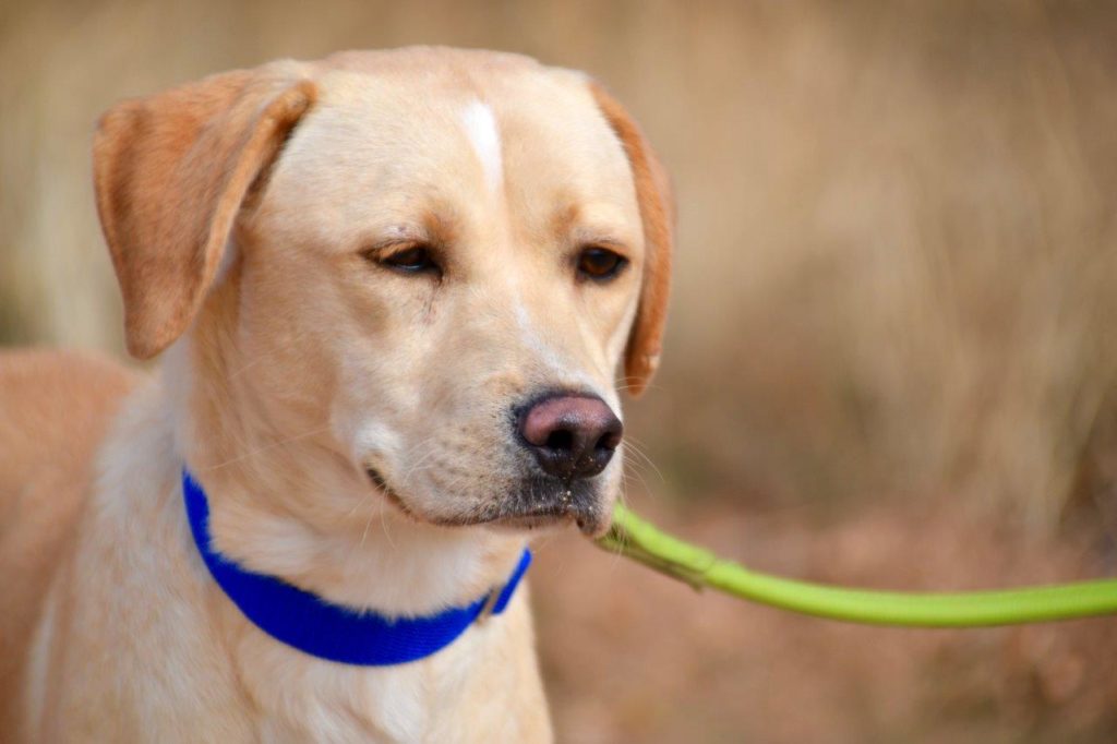 Photo de DORITO, un lévrier en attente d adoption