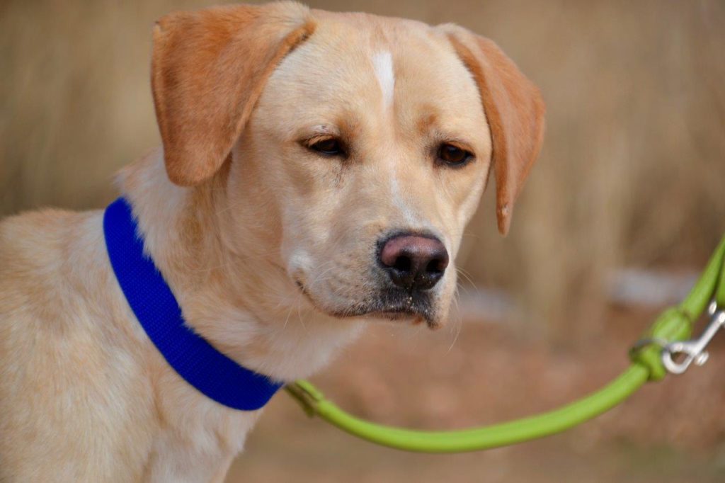 Photo de DORITO, un lévrier en attente d adoption