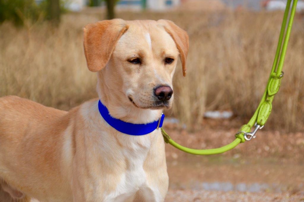 Photo de DORITO, un lévrier en attente d adoption