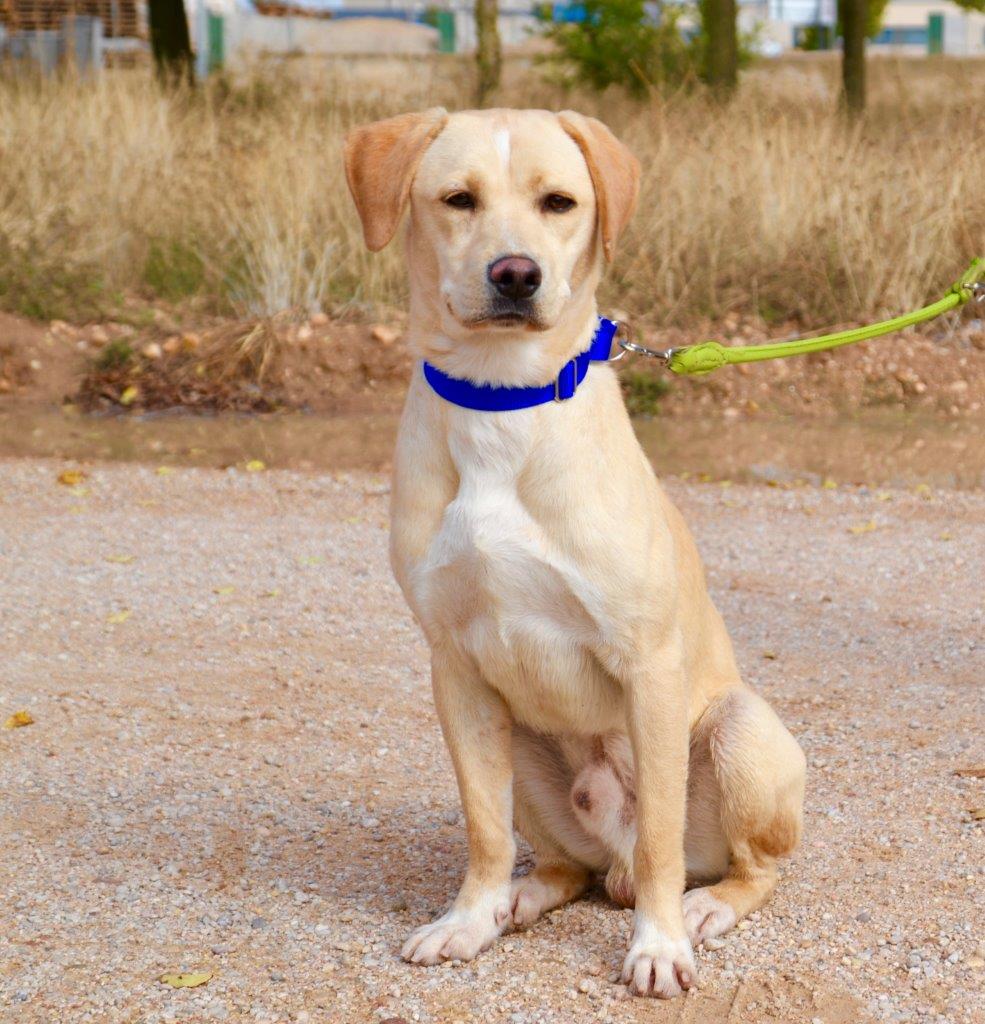 Photo de DORITO, un lévrier en attente d adoption