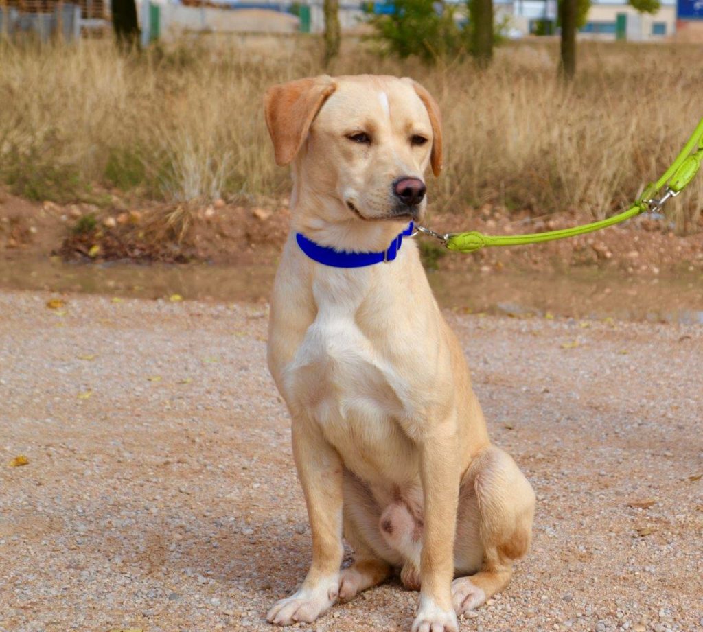 Photo de DORITO, un lévrier en attente d adoption