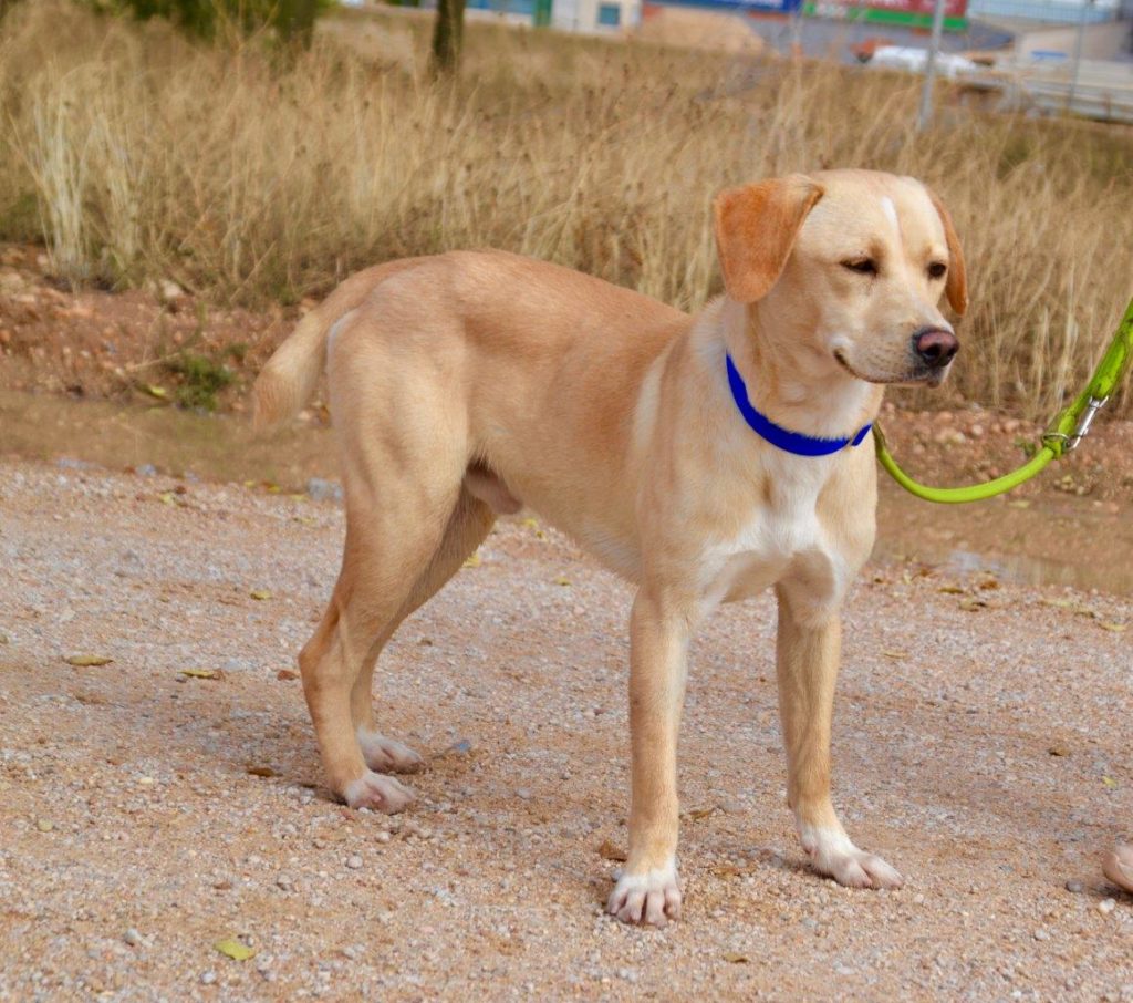 Photo de DORITO, un lévrier en attente d adoption