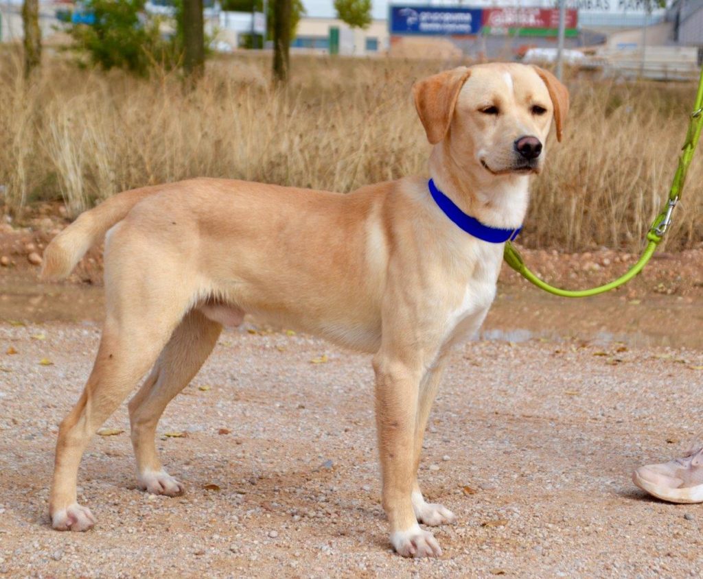 Photo de DORITO, un lévrier en attente d adoption