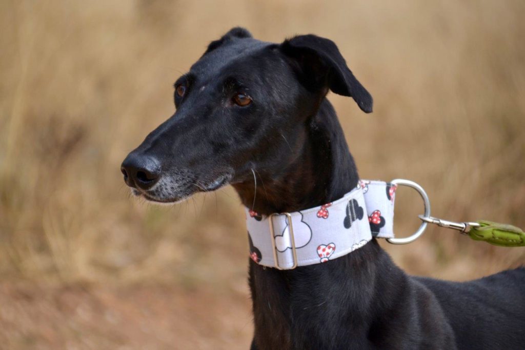 Photo de LOLO, un lévrier en attente d adoption