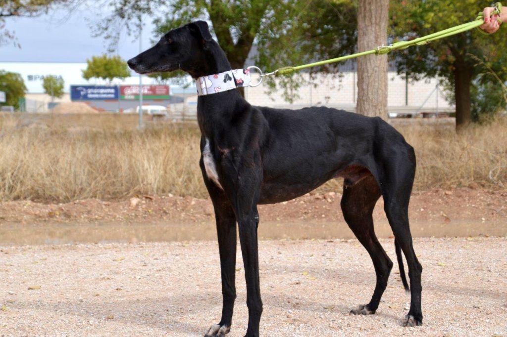 Photo de LOLO, un lévrier en attente d adoption