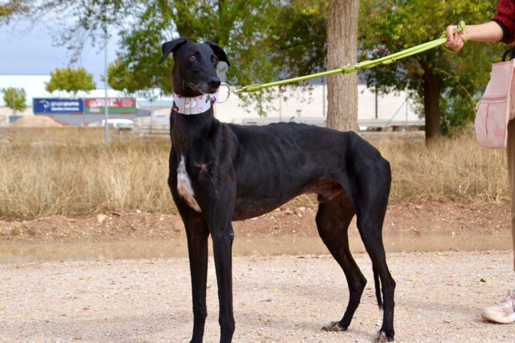 Photo de LOLO, un lévrier en attente d adoption