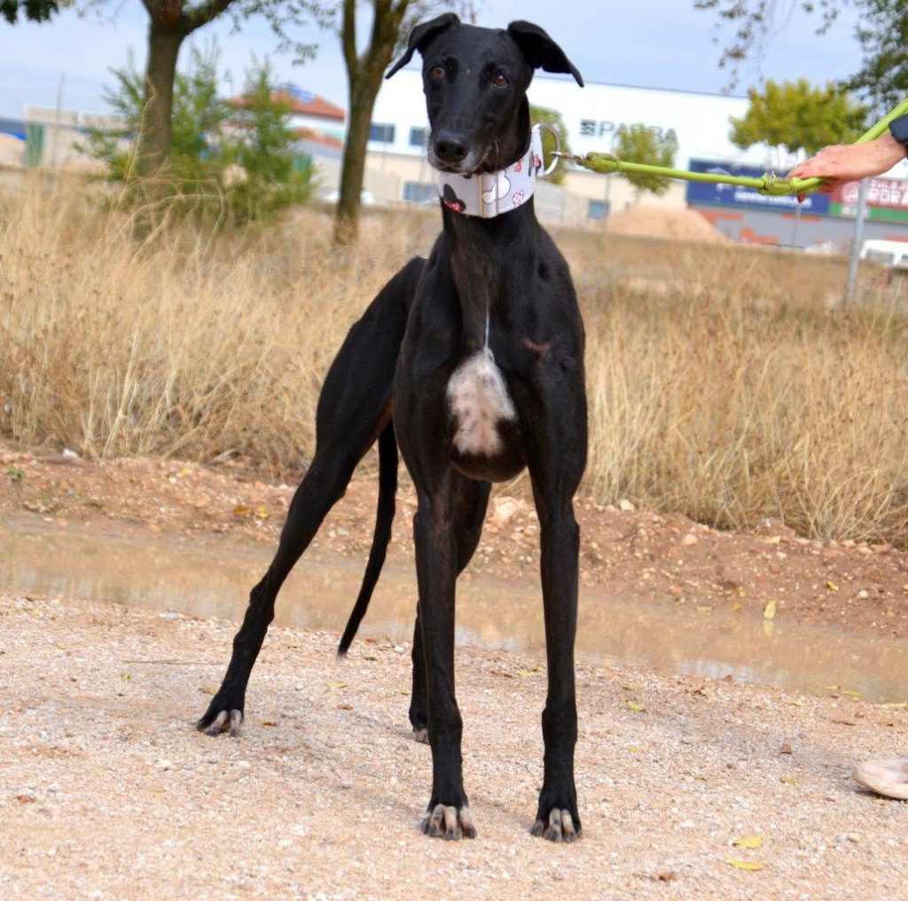 Photo de LOLO, un lévrier en attente d adoption