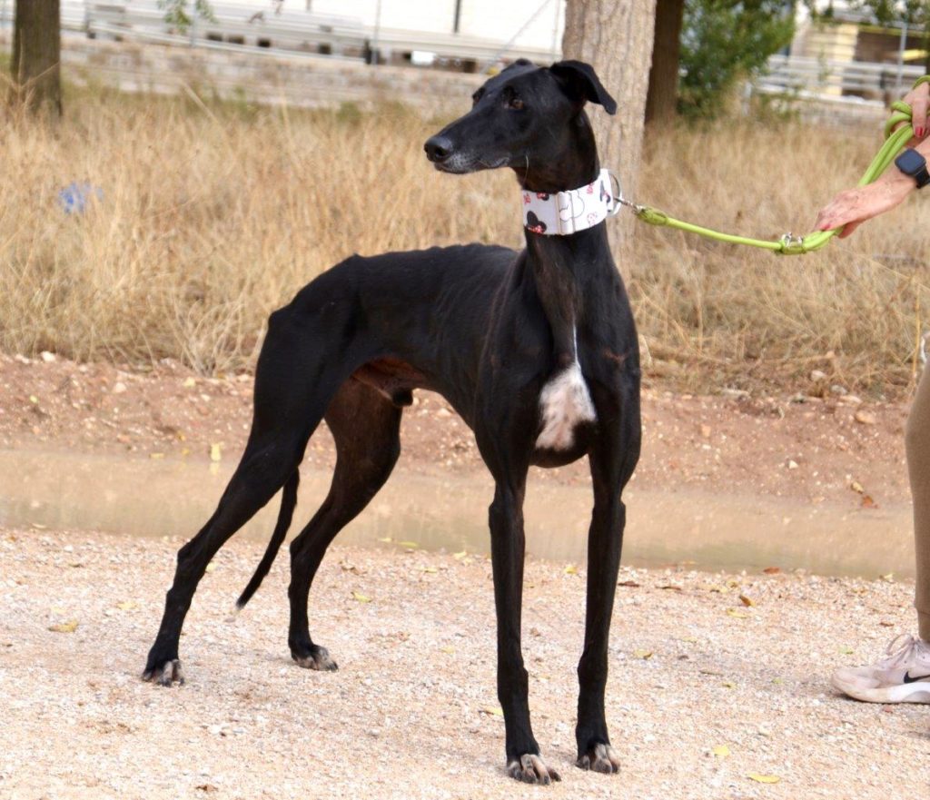 Photo de LOLO, un lévrier en attente d adoption