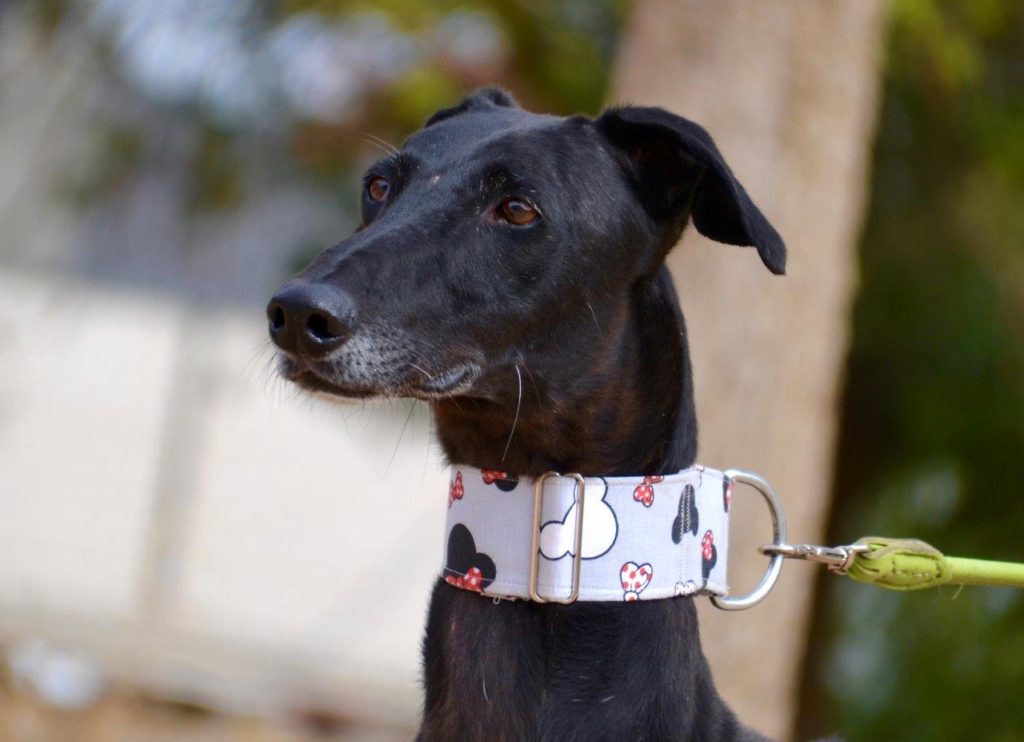 Photo de LOLO, un lévrier en attente d adoption