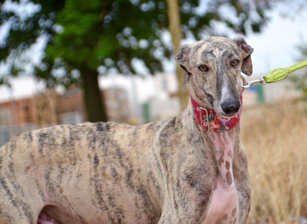 Photo de OTIS, un lévrier en attente d adoption