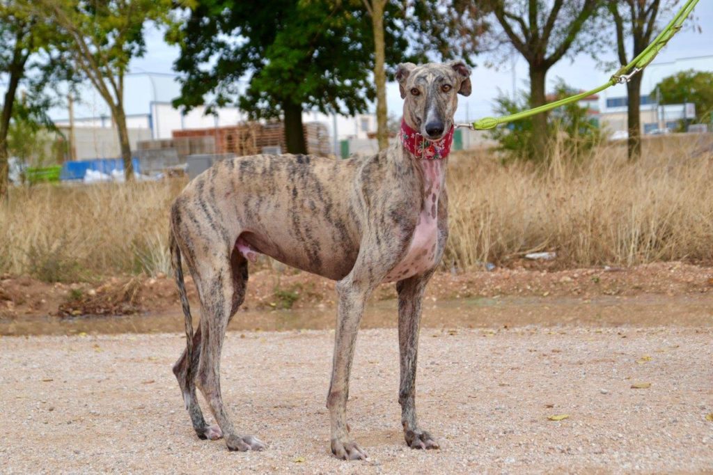 Photo de OTIS, un lévrier en attente d adoption