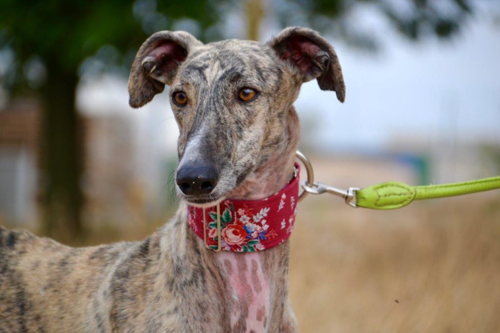 Photo de OTIS, un lévrier en attente d adoption