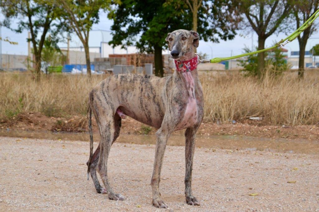 Photo de OTIS, un lévrier en attente d adoption