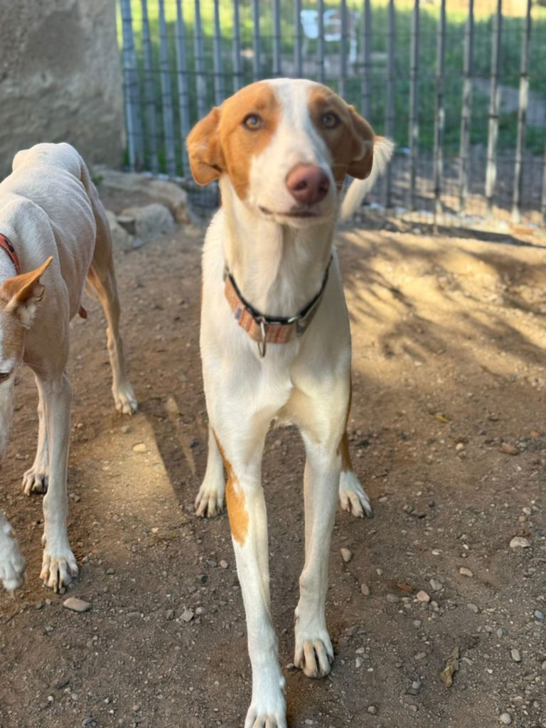 Photo de SANTI, un lévrier en attente d adoption